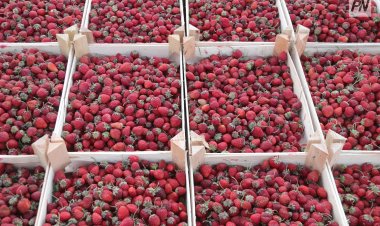 Павлодарда төрт ауданның тауар өндірушілері өз өнімдерін ұсынбақ