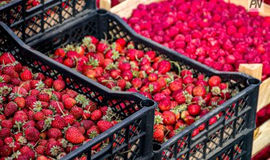 Павлодар облысында мерекелік ауыл шаруашылығы жәрмеңкесі өтеді