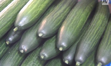 Павлодар облысында қияр бағасы арзандады