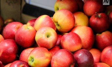 Смогут ли павлодарцы попробовать яблоки из Мадагаскара