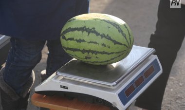 Павлодар облысының тұрғындары қарбыздарды экспресс-тестпен тексере алады