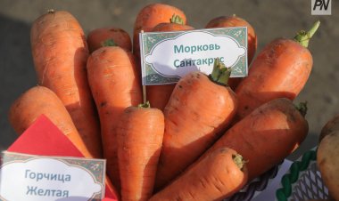 Павлодарда өтетін ауылшаруашылық жәрмеңкесіне үш ауданнан өнімдер әкелінеді