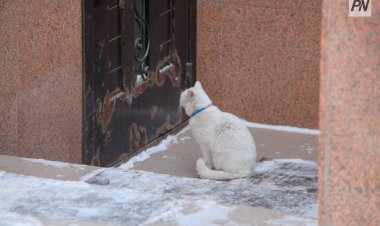 Павлодарку накажут за жестокое обращение с кошкой