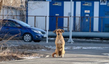 В Павлодаре планируют выявлять агрессивные собачьи стаи с воздуха