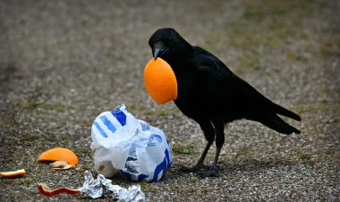 Британцы очистили улицы Токио от мусора