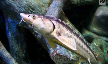 В Павлодарской области планируют разводить осетров