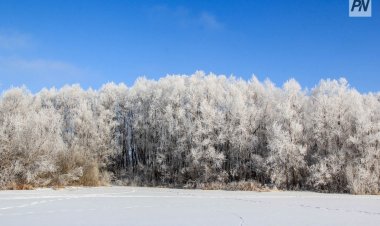 Павлодар облысында орман шаруашылықтарын қаржыландыру үш еседен аса өсті