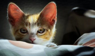 Павлодарские волонтеры просят помощи