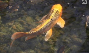 Ақсуда ерекше балық өсіріле бастайды