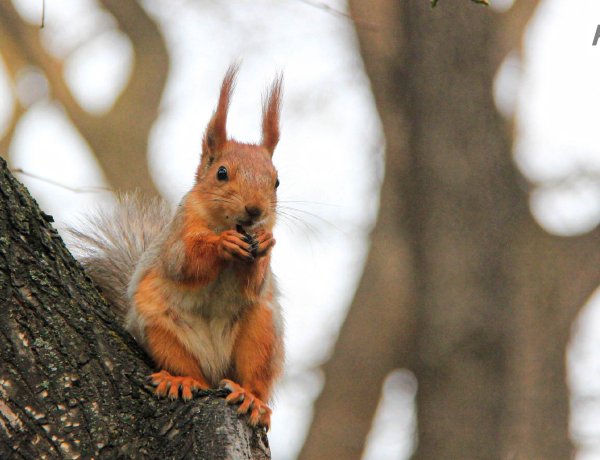 Как ленточные боры способствуют росту биоразнообразия в Павлодарской области