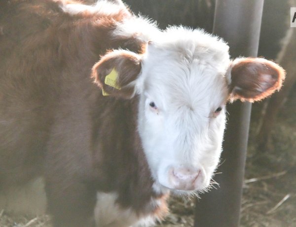 В Павлодарской области объявили о масштабном сельхозпроекте