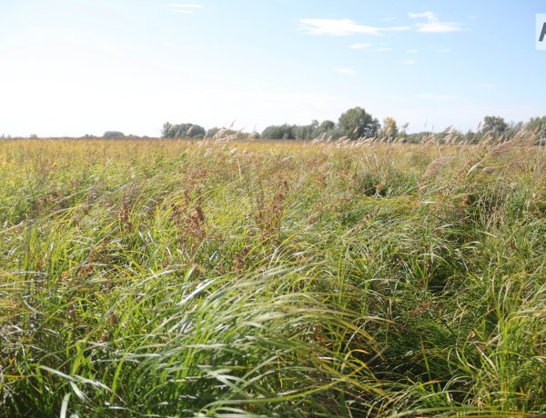 Когда в Павлодарской области урегулируют многолетний земельный спор