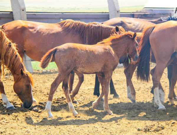Баянаульский учитель спас застрявшего в сетке рабице жеребёнка