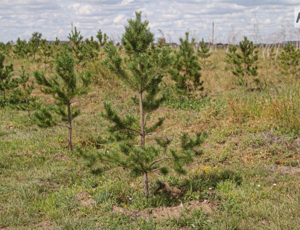 Биыл Ертіс орманында он бес миллионға жуық қарағай көшеті отырғызылады