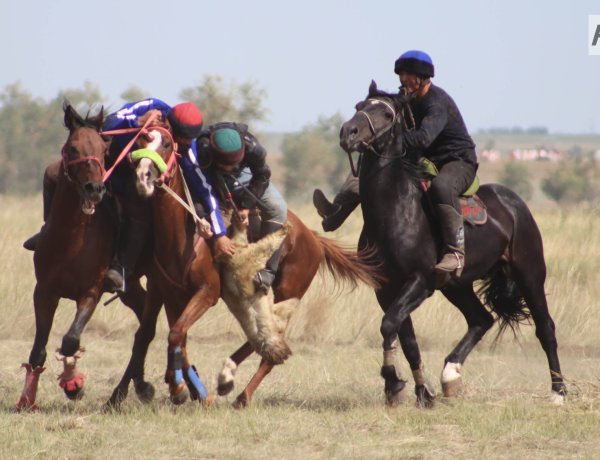 Павлодарда көкпаршылар облыс біріншілігін сарапқа салады