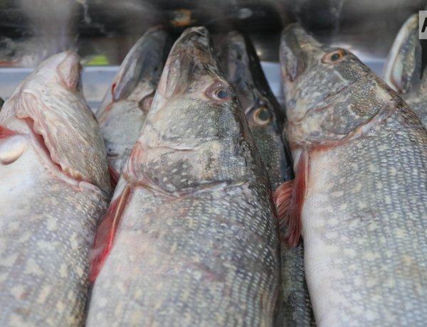 Заңсыз балық аулаған павлодарлық автокөлігінен айырылды