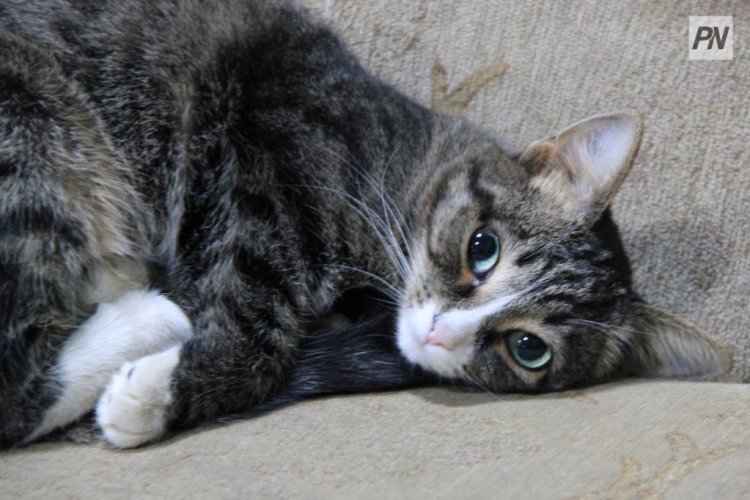 Аққұба қызды түсірген порно көру