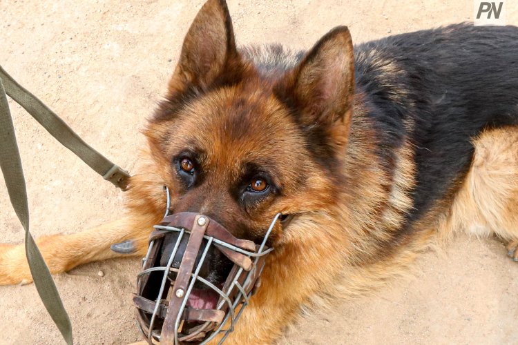 Жетілген порно войеризм