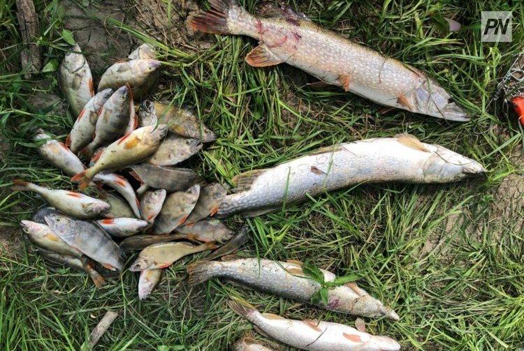 Рыбного браконьера задержали в Аксу
