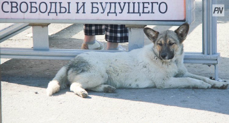 Осторожно, добрая собака: в Павлодаре начали метить бродячих животных