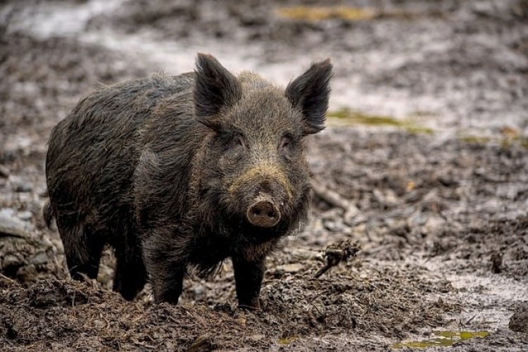 В США готовятся к нашествию диких свиней