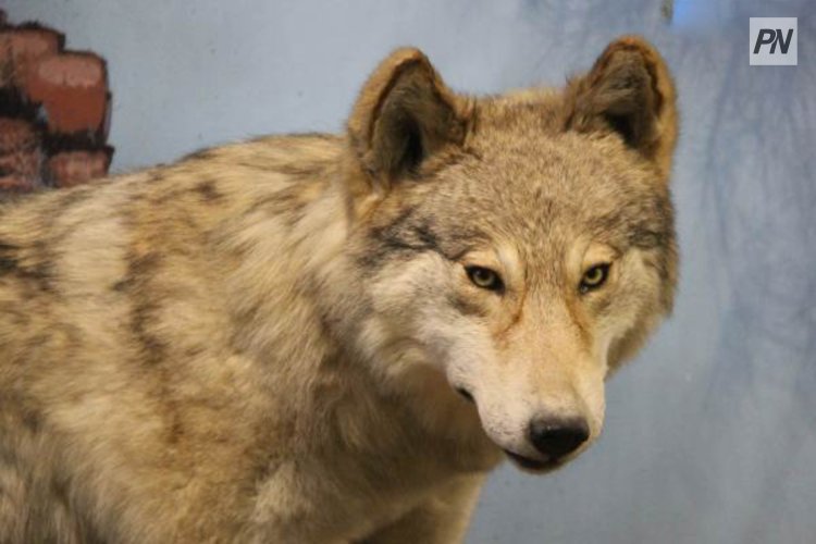Волки вернулись в пригород Павлодара спустя 40 лет
