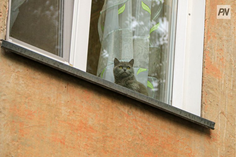 Итальянцы смогут брать отпуск по уходу за животными