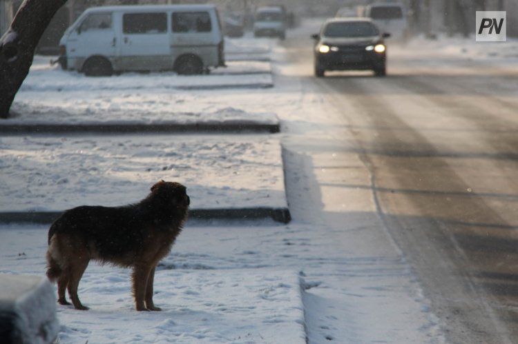 Павлодарцам напомнили правила выгула собак и кошек