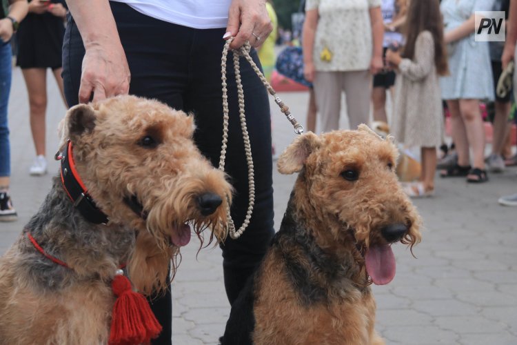 Павлодарских собаководов пригласили на выставку