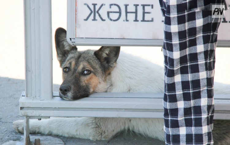 Екібастұзда полицейлер иттің өліміне қатысты тексеріс ашты