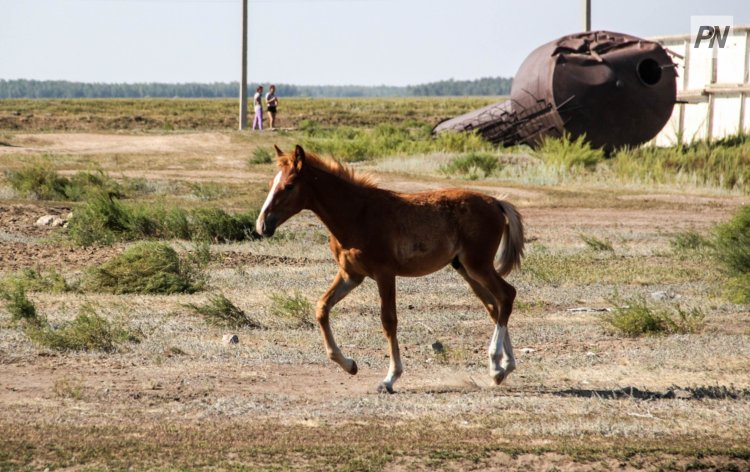 Как иртышские полицейские защищают сельский скот