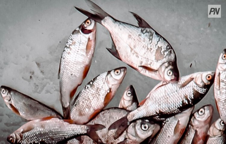 В Павлодаре рыбак-браконьер лишился улова и машины