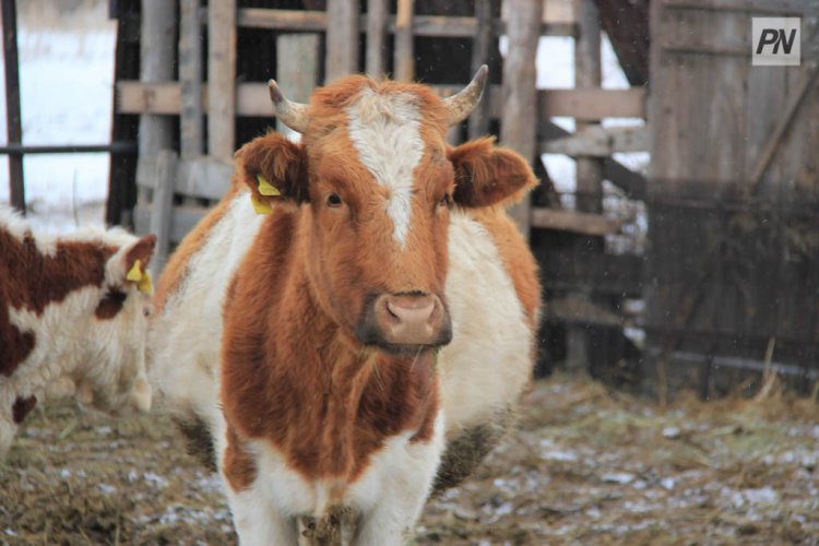 Французским коровам официально разрешили мычать и пахнуть