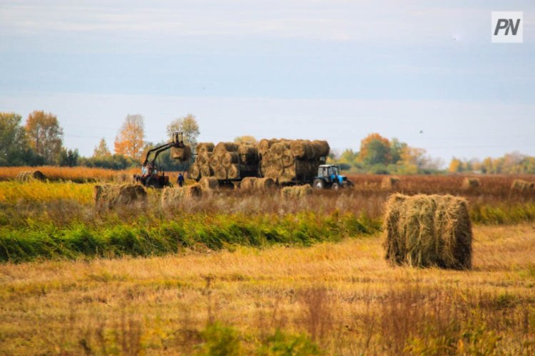 В Павлодарской области продумали антикризисные меры по кормам