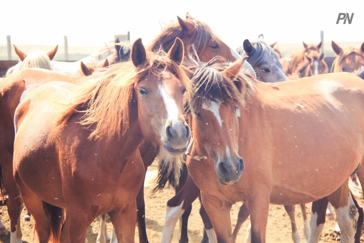 Потерявшийся табун лошадей нашли павлодарские полицейские