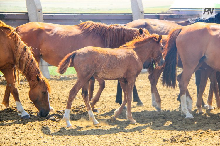 Баянаульский учитель спас застрявшего в сетке рабице жеребёнка