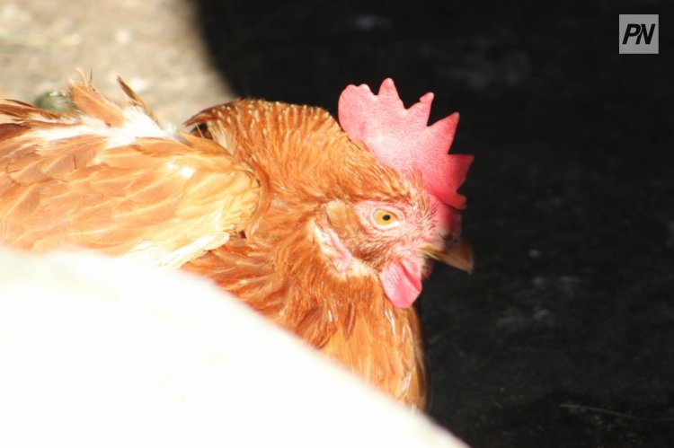 Павлодар облысында үй құстарының өлу себептері анықталуда