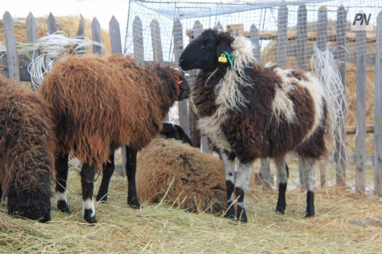 В Железинском районе попросили осторожнее пасти скот из-за химикатов
