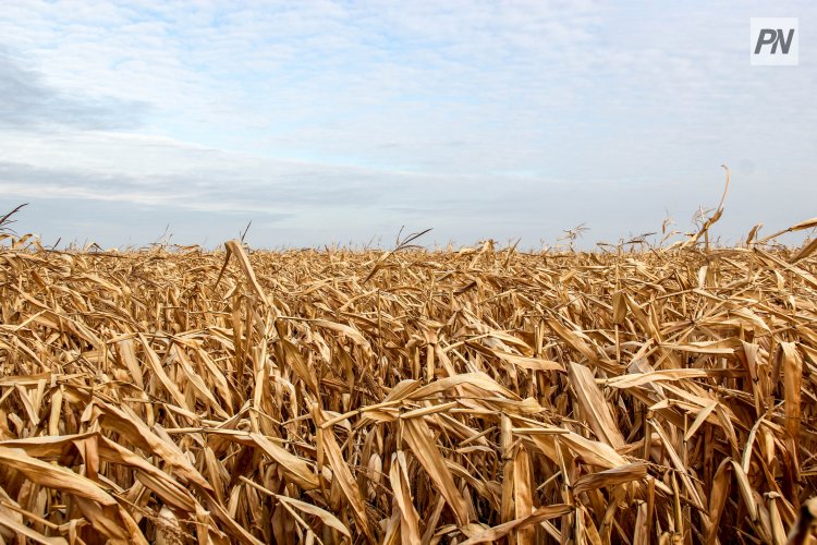 Особый кредит: павлодарским фермерам начали отгружать зерно