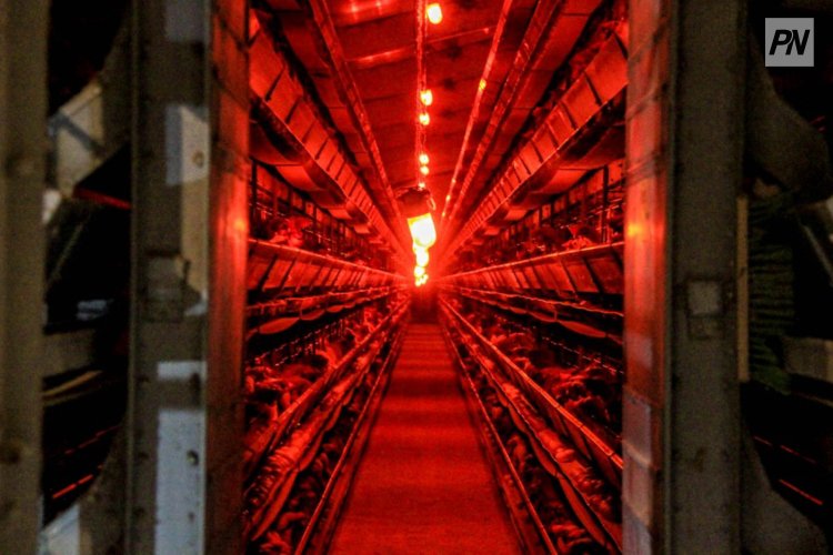 Павлодар ауданында климаттық бақылауы бар көкөніс қоймаларының санын арттыру жоспарлануда