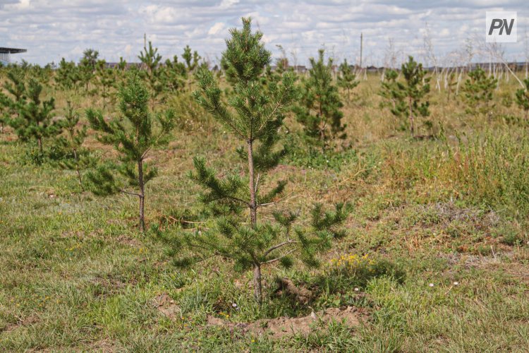 Биыл Ертіс орманында он бес миллионға жуық қарағай көшеті отырғызылады