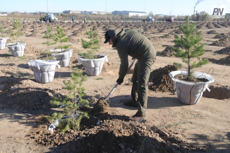 «Ертіс орманында» кәдімгі қарағай тұқымдары толығымен себілді