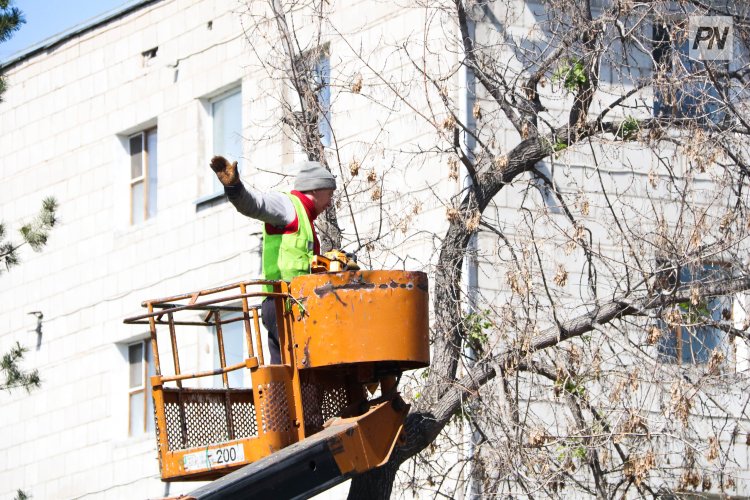 Обрезка деревьев: экологи и власти Экибастуза ищут баланс
