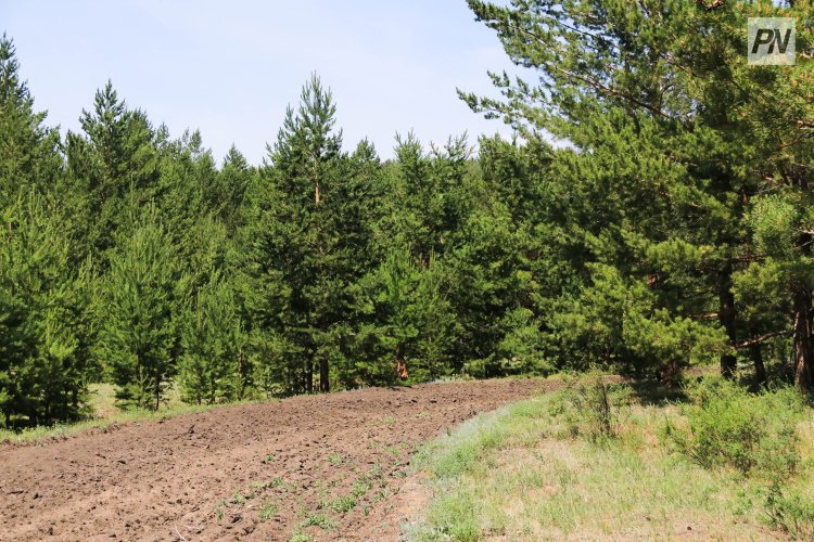 Павлодар облысының орманшылықтарында көктемгі ағаш отырғызу басталды