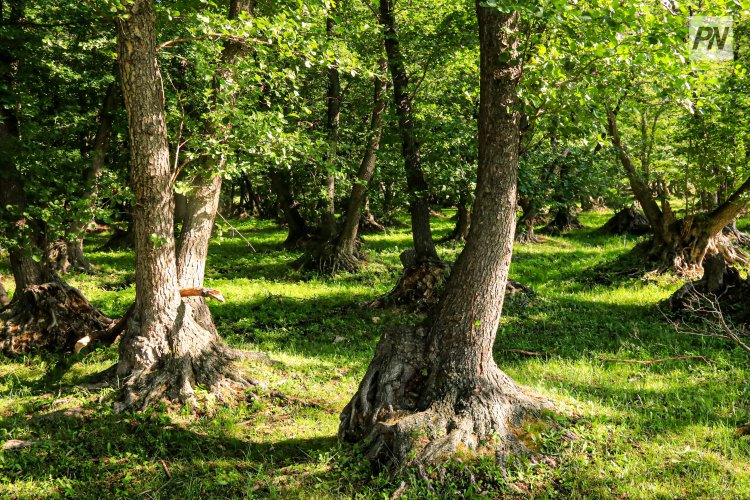 В Экибастузе узнали возраст всех деревьев