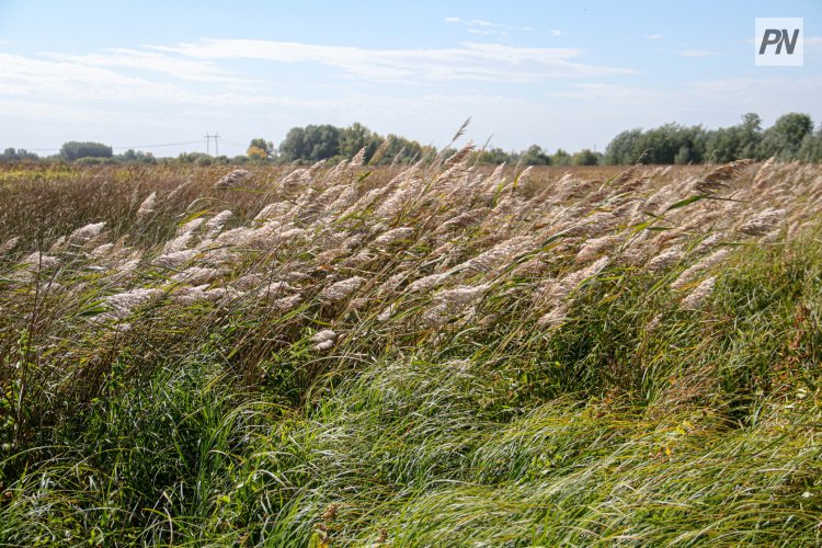 Успен ауданында ауыл шаруашылығы жерлеріне байқау жарияланады