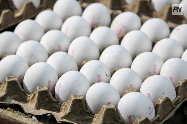 Причину ограничений по яйцам из стабфонда назвали в павлодарском СПК