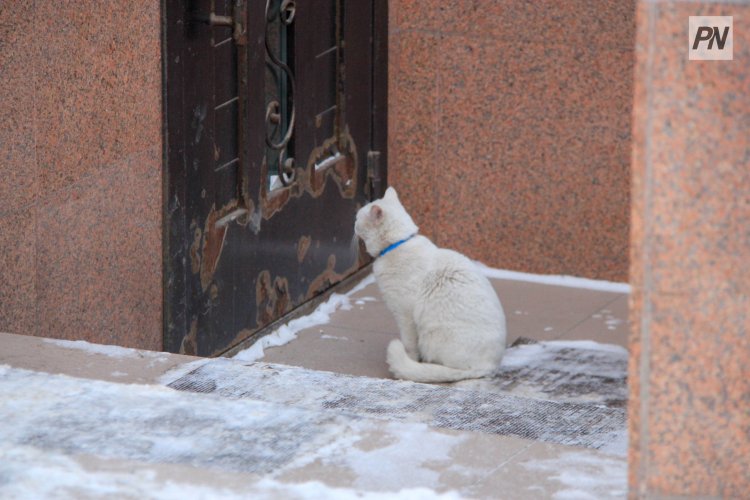 Павлодарку накажут за жестокое обращение с кошкой