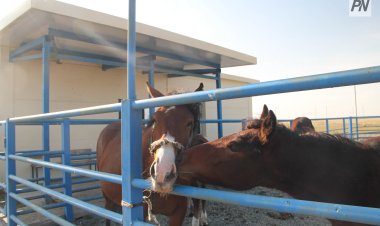 Екібастұзда жылқыны жайылымнан ұрлаған жылқышы ұсталды