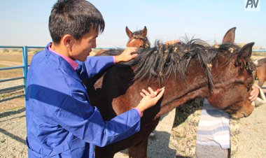 Павлодарда жануарларды вакцинациялау науқаны басталды